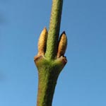 Cornus mas - Kornelkirsche (vegetativ)