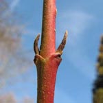 Cornus sanguinea - Blutroter Hartriegel