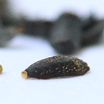 Coreopsis tinctoria - Färber-Mädchenauge