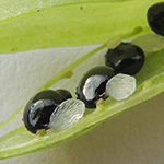 Corydalis solida - Gefingerter Lerchensporn