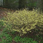 Corylopsis pauciflora - Wenigblütige Scheinhasel