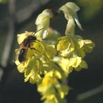 Corylopsis spicata - Ähren-Scheinhasel