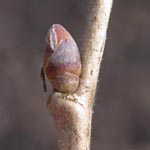 Corylus colurna - Baum-Hasel