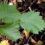Corylus colurna - Baum-Hasel