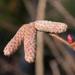 Corylus sieboldiana - Japanische Hasel
