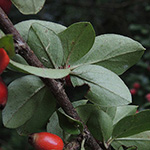Cotoneaster divaricatus - Sparrige Zwergmispel