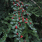Cotoneaster divaricatus - Sparrige Zwergmispel