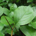 Crataegus prunifolia - Pflaumenblättriger Weißdorn