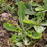 Crepis biennis - Wiesen-Pippau