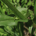 Crepis capillaris - Kleinköpfiger Pippau
