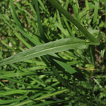 Crepis capillaris - Kleinköpfiger Pippau
