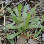 Crepis foetida - Stinkender Pippau