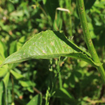 Crepis mollis - Weicher Pippau