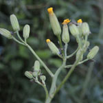 Crepis pulchra - Schöner Pippau