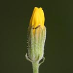 Crepis tectorum - Dach-Pippau