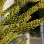 Cryptomeria japonica - Sicheltanne