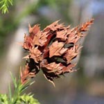 Cryptomeria japonica - Sicheltanne