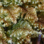 Ctenidium molluscum - Weiches Kammmoos