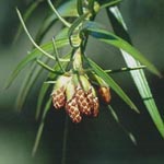 Cunninghamia lanceolata -Spießtanne