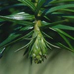 Cunninghamia lanceolata -Spießtanne