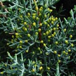 Cupressus arizonica - Arizona-Zypresse