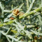 Cupressus arizonica 'Glauca' - Arizona-Zypresse