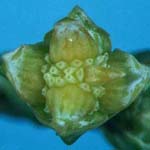 Cupressus x leylandii - Leyland-Zypresse