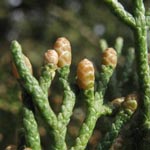 Cupressus sempervirens - Mittelmeer-Zypresse