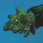 Cupressus sempervirens - Mittelmeer-Zypresse