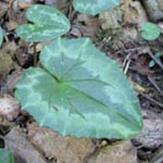 Cyclamen hederifolium - Efeublättriges Alpenveilchen