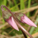 Cyclamen purpurascens - Europ�isches Alpenveilchen