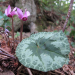 Cyclamen purpurascens - Europ�isches Alpenveilchen