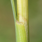 Cynosurus cristatus - Kammgras