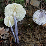 Cystolepiota bucknalii - Violetter Mehlschirmling