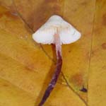 Cystolepiota seminuda - Zierlicher Mehlschirmling