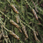 Dacrycarpus dacrydioides - Neuseeländische Warzeneibe
