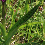 Dactylorhiza majalis - Breitblättriges Knabenkraut