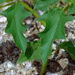 Datura stramonium - Weißer Stechapfel