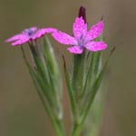 Dianthus armeria - Raue Nelke