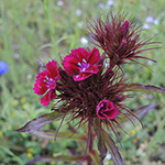 Dianthus barbatus - Bart-Nelke