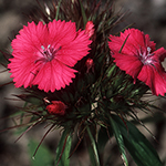 Dianthus barbatus - Bart-Nelke