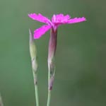 Dianthus deltoides - Heide-Nelke