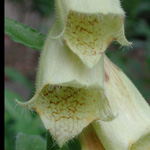 Digitalis grandiflora - Großblütiger Fingerhut