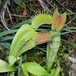 Dionaea muscipula - Venusfliegenfalle