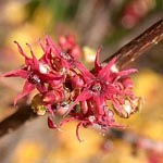 Disanthus cercidiphyllus - Doppelblüte