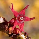 Disanthus cercidifolius - Doppelblüte