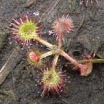 Drosera rotundifolia - Rundblättriger Sonnentau