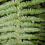 Dryopteris x complexa ssp. critica - Hybrid-Wurmfarn