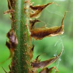 Dryopteris dilatata - Breitblättriger Dornfarn