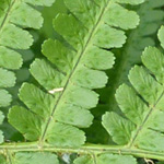 Dryopteris filix-mas - Gewöhnlicher Wurmfarn